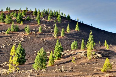 teide Milli Parkı, tenerife kenarındaki çam ağaçları