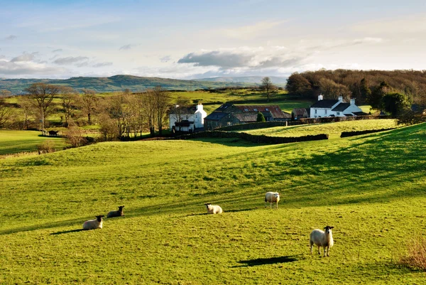 Engels platteland met grazende schapen — Stockfoto