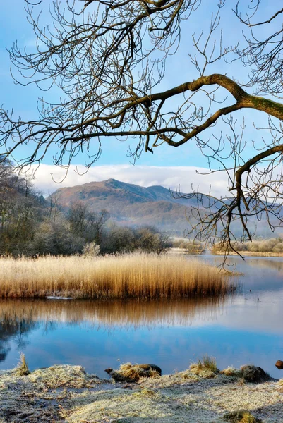 Frosty Reeds And Grasses — Stock Photo, Image