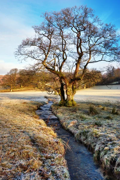 Árvore de Inverno nua ao lado do córrego — Fotografia de Stock