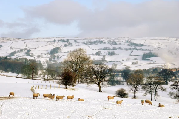 Schneebedecktes Feld und Hügel mit Schafen — Stockfoto