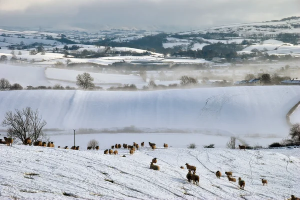 stock image Snow Covered Field and Hills with Sheep