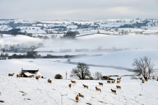 Snow Covered Field and Hills with Sheep — Stock Photo, Image