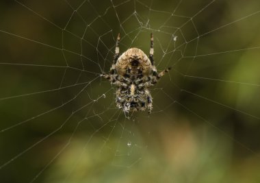 Araneus angulatus