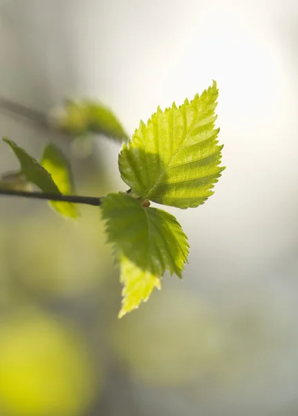 Våren leaf Björk — Stockfoto