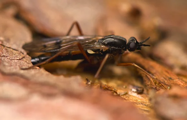 Ichneumonidae Xylophagus ater — 스톡 사진