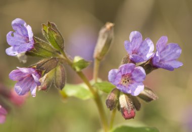 Pulmonaria obscura