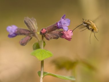 Pulmonaria obscura ve bombylius büyük