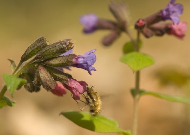 Pulmonaria obscura ve bombylius büyük