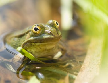 pelophylax lessonae eşanlamlı rana lessonae