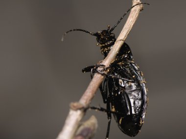 Carabus