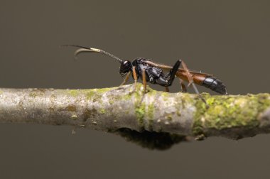 Ichneumonidae clipart