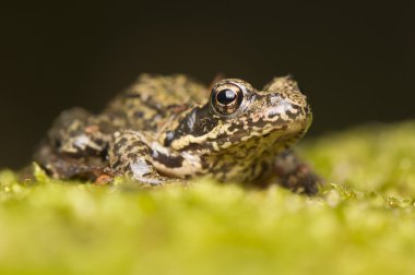 Rana temporaria