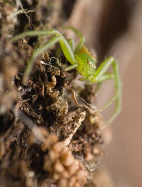 Diaea dorsata