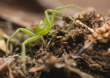 Diaea dorsata