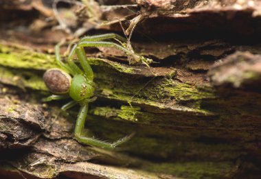 Diaea dorsata