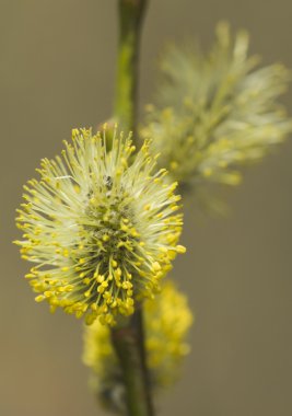 Salix caprea