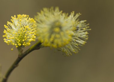 Salix caprea