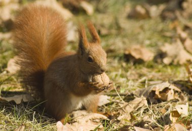 Sciurus sincap