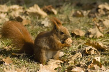 Sciurus sincap