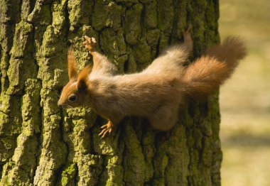 Sciurus sincap