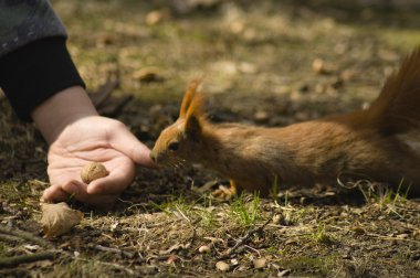 Sciurus sincap