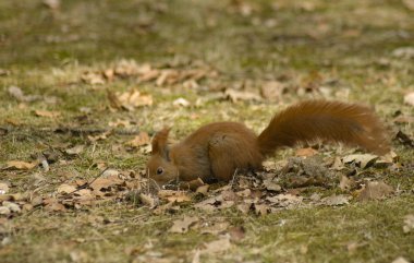 Sciurus sincap