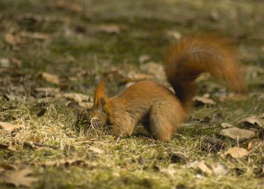 Sciurus sincap