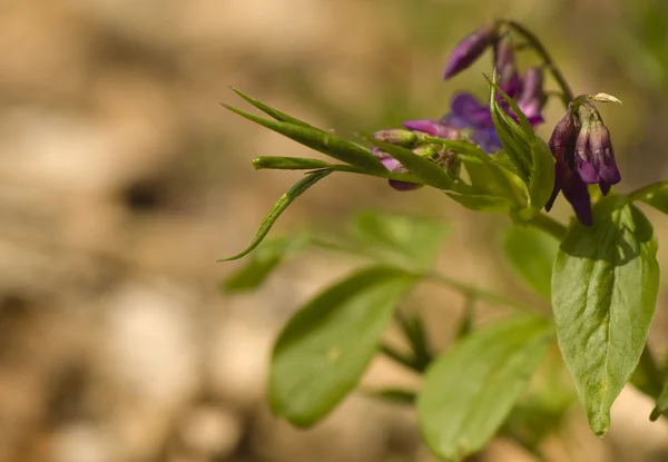 Lathyrus vernus - kwiat — Zdjęcie stockowe