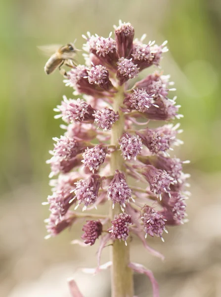 stock image Petasites hybridus