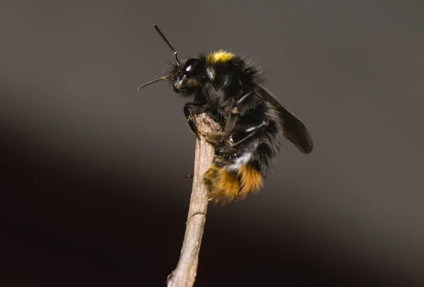 stock image Bumblebee