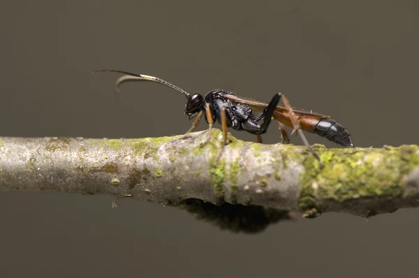 Ichneumonidae — Foto Stock