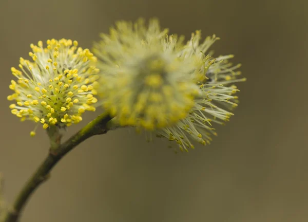Salix caprea — Foto de Stock