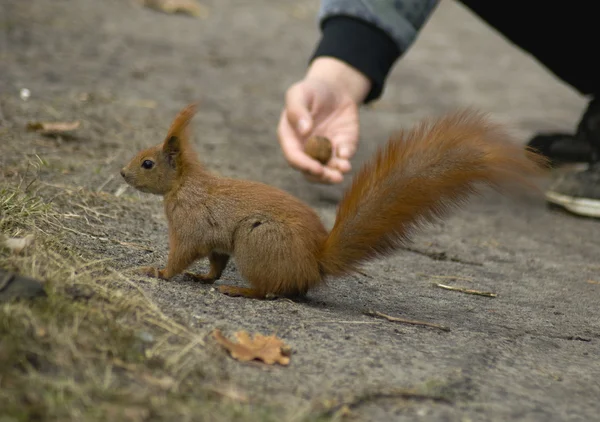 stock image Sciurus squirrel