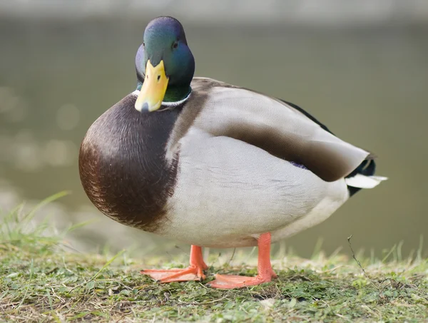 Pato de Mallard — Foto de Stock