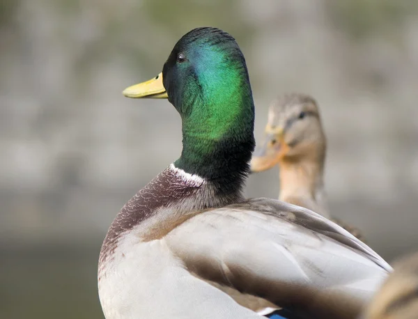 stock image Mallard duck