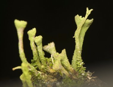 Cladonia