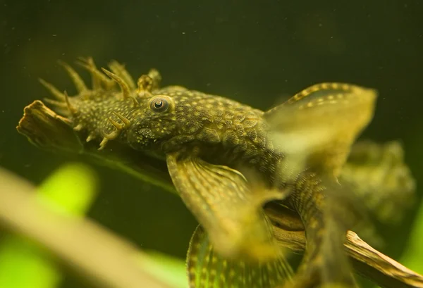 Antiguo dolichopterus —  Fotos de Stock