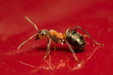 Karınca - Formica rufa