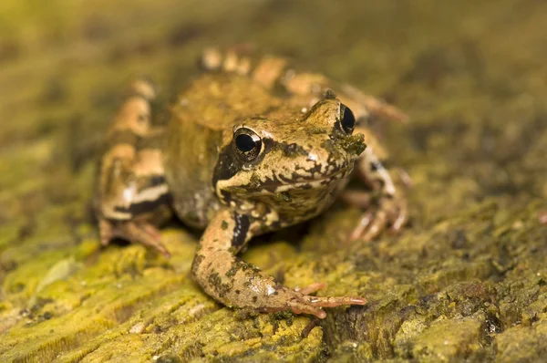 Rana temporaria — Stok fotoğraf