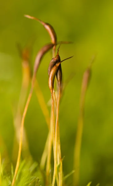 Cap yosun — Stok fotoğraf