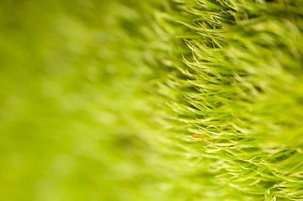 Som lawn moss - dicranella — Stockfoto