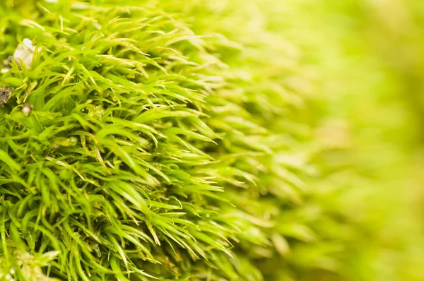 Como musgo de gramado - Dicranella — Fotografia de Stock