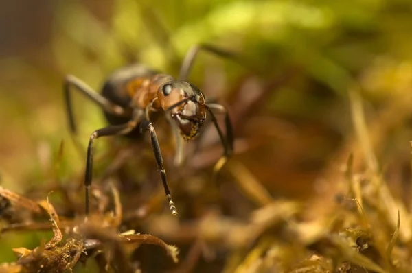 Ant - Formica rufa — Stockfoto
