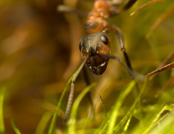 개미-formica rufa — 스톡 사진