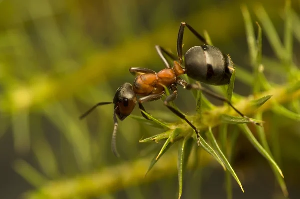 Ameise - formica rufa — Stockfoto