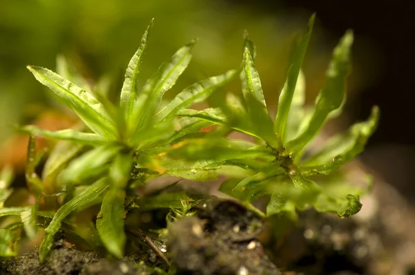 Moss - Atrichum undulatum — Stock fotografie