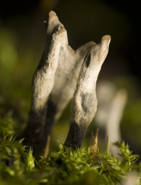 Xylaria hypoxylon — Foto de Stock