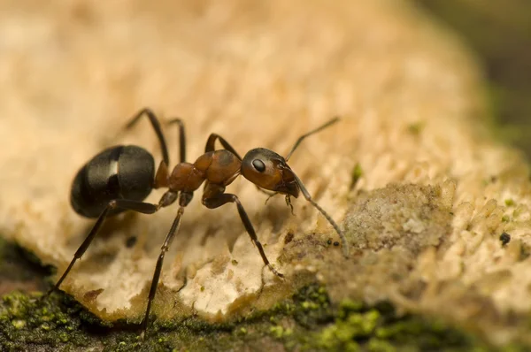 Ant - Formica rufa Stockbild