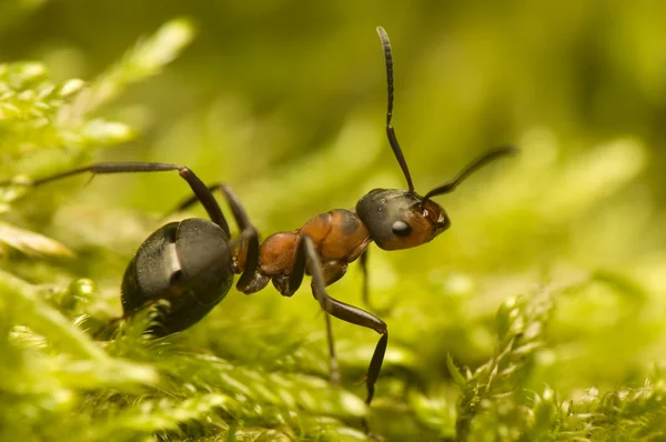 Ant - Formica rufa Royaltyfria Stockbilder